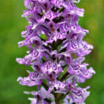 gevlekte orchis vrijwilligerswerk hermien knnv